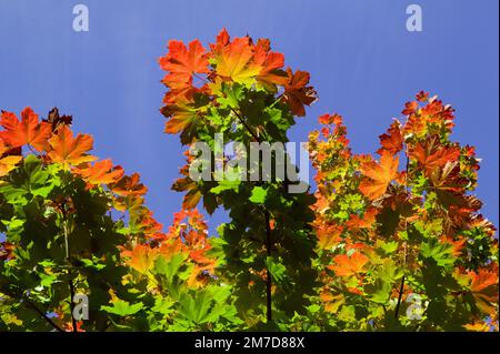 Details der Blätter des Baumes Acer rubrum, wenn er sich im Herbst oder Herbst in tiefes Rot, Gelb und Orangen verwandelt. Stockfoto