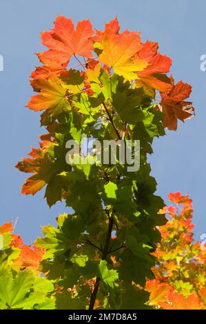 Details der Blätter des Baumes Acer rubrum, wenn er sich im Herbst oder Herbst in tiefes Rot, Gelb und Orangen verwandelt. Stockfoto