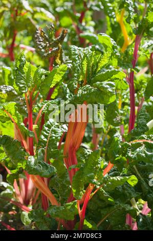 Deatil der Blätter und Stiele der Pflanze Ruby Chard zeigt die erstaunlichen Farben, in denen sie zu finden ist. Stockfoto