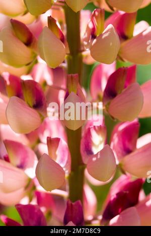 Nahaufnahme der Lupin, Lupinus „Russell“ Stockfoto