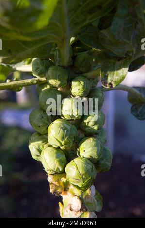 Nahaufnahme des Stiels und der Blätter einer Brussel-Sprout-Pflanze, die den kleinen Kohl wie die Sprossen um den Pflanzenstamm herum deutlich zeigt. Die Pflanze wird als Brassica oleracea aus der Gemmifera-Gruppe bezeichnet Stockfoto