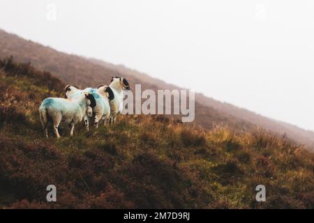 Eine kleine Gruppe schottischer Schwarzgesichtsschafe auf dem Hügel. Stockfoto