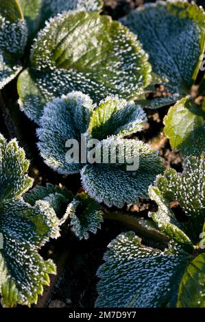 Die kleinen Blätter einer jungen Erdbeerpflanze, die an einem Wintermorgen mit Frost bedeckt war. Stockfoto