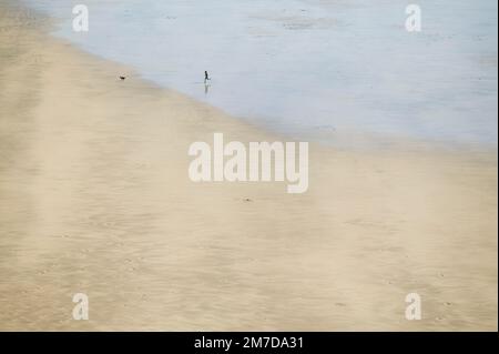 Eine winzige Figur mit Schatten ist auf dem Sand eines riesigen, leeren Strandes verkleidet, während die Person ihren Hund über den Küstenabschnitt des offenen Raums führt. Stockfoto