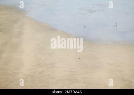 Eine winzige Figur mit Schatten ist auf dem Sand eines riesigen, leeren Strandes verkleidet, während die Person ihren Hund über den Küstenabschnitt des offenen Raums führt. Stockfoto