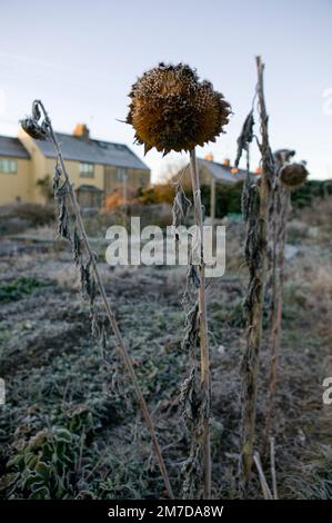 Die Morgensonne erhellt die zarten Frostkanten, die tote Sonnenblumenpflanzen bedecken, die Köpfe hängen herab und die Blütenblätter und die Farbe sind größtenteils verschwunden, aber der Samenkopf bleibt in dieser kalten Winterszene intakt. Stockfoto