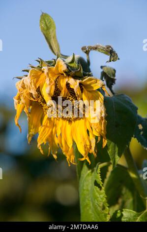 Große Sonnenblumenblüten oder Blütenköpfe, die in der Herbstsonne herabhängen, während sie ihre Blütenblätter verlieren und anfangen zu sterben. Stockfoto