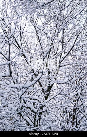 Ein schwerer Winterschneefall hat in der Nacht jeden Zweig eines Waldes vollständig bedeckt und ein fast abstraktes Muster von schwarzen und weißen Linien erzeugt, die sich kreuzen. Stockfoto