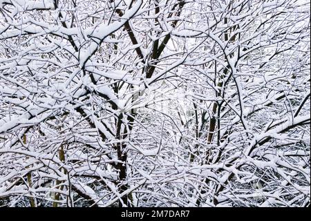 Ein schwerer Winterschneefall hat in der Nacht jeden Zweig eines Waldes vollständig bedeckt und ein fast abstraktes Muster von schwarzen und weißen Linien erzeugt, die sich kreuzen. Stockfoto