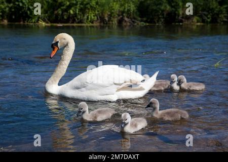 Eine Familie von Schwänen und Signets auf einem Fluss in den Cotswolds, UK. Die eng geknüpftes Familie Swimn hinunter den Fluß mit den Eltern halten ein wachsames Auge auf die kleinen grauen Signets. Stockfoto