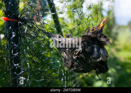 Ein Amboss hängt gefangen und kann nicht in einem Netz entkommen, das zum Schutz von weichen Früchten auf einer Fläche oder im Garten aufgestellt wurde. Der Vogel muss aus seiner Vorherrschaft gerettet und wieder freigelassen werden. Stockfoto