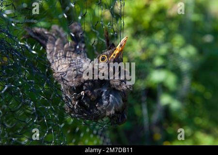 Ein Amboss hängt gefangen und kann nicht in einem Netz entkommen, das zum Schutz von weichen Früchten auf einer Fläche oder im Garten aufgestellt wurde. Der Vogel muss aus seiner Vorherrschaft gerettet und wieder freigelassen werden. Stockfoto