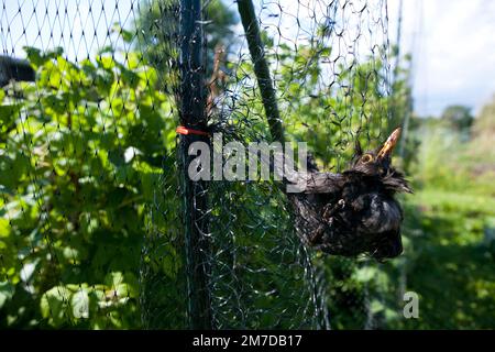 Ein Amboss hängt gefangen und kann nicht in einem Netz entkommen, das zum Schutz von weichen Früchten auf einer Fläche oder im Garten aufgestellt wurde. Der Vogel muss aus seiner Vorherrschaft gerettet und wieder freigelassen werden. Stockfoto