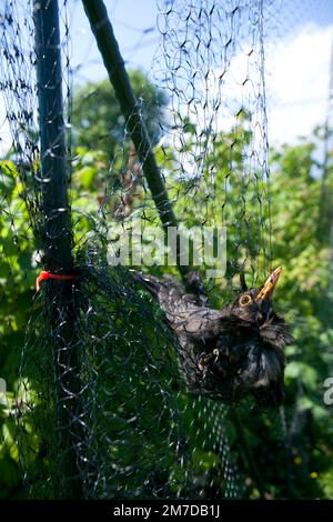 Ein Amboss hängt gefangen und kann nicht in einem Netz entkommen, das zum Schutz von weichen Früchten auf einer Fläche oder im Garten aufgestellt wurde. Der Vogel muss aus seiner Vorherrschaft gerettet und wieder freigelassen werden. Stockfoto