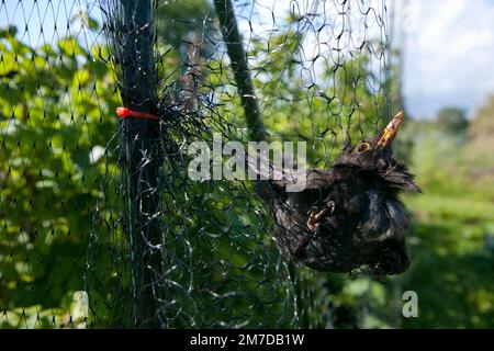 Ein Amboss hängt gefangen und kann nicht in einem Netz entkommen, das zum Schutz von weichen Früchten auf einer Fläche oder im Garten aufgestellt wurde. Der Vogel muss aus seiner Vorherrschaft gerettet und wieder freigelassen werden. Stockfoto