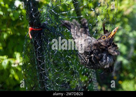 Ein Amboss hängt gefangen und kann nicht in einem Netz entkommen, das zum Schutz von weichen Früchten auf einer Fläche oder im Garten aufgestellt wurde. Der Vogel muss aus seiner Vorherrschaft gerettet und wieder freigelassen werden. Stockfoto