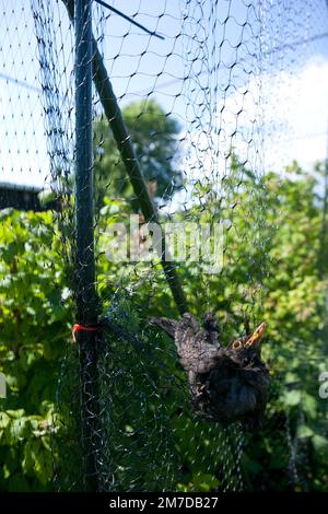 Ein Amboss hängt gefangen und kann nicht in einem Netz entkommen, das zum Schutz von weichen Früchten auf einer Fläche oder im Garten aufgestellt wurde. Der Vogel muss aus seiner Vorherrschaft gerettet und wieder freigelassen werden. Stockfoto