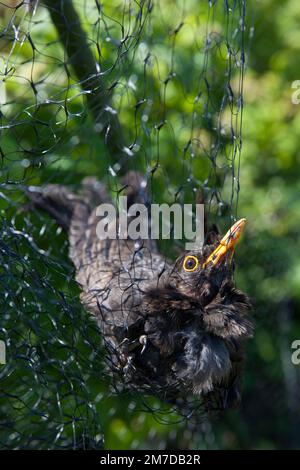 Ein Amboss hängt gefangen und kann nicht in einem Netz entkommen, das zum Schutz von weichen Früchten auf einer Fläche oder im Garten aufgestellt wurde. Der Vogel muss aus seiner Vorherrschaft gerettet und wieder freigelassen werden. Stockfoto