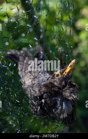 Ein Amboss hängt gefangen und kann nicht in einem Netz entkommen, das zum Schutz von weichen Früchten auf einer Fläche oder im Garten aufgestellt wurde. Der Vogel muss aus seiner Vorherrschaft gerettet und wieder freigelassen werden. Stockfoto