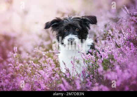 Süßer Hund in Heidelandschaft Stockfoto