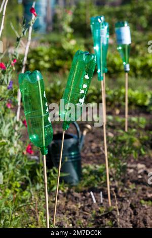 Alte Plastikflaschen werden benutzt, um Vögel und Raubtiere aus dem Garten zu vertreiben, die Flasche bläst im Wind am Ende der Stöcke und macht genug Lärm, um die Tiere zu verscheuchen. Stockfoto