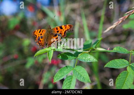 Ein tiefer orangefarbener Schmetterling, der sich auf einem Bromble in der britischen Landschaft sonnt, sieht aus wie ein Polygonia-c-Album oder Komma-Schmetterling. Stockfoto