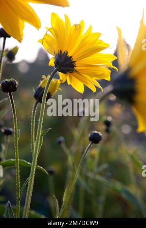 Große gelbe Blüten, die im frühen Morgenlicht der aufgehenden Sonne glühen. Stockfoto