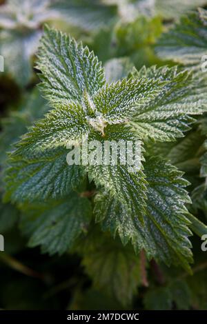 Eine junge Nesselpflanze oder eine Stechnesselpflanze wird oft als Unkraut betrachtet, das im ersten leichten Herbstfrost bedeckt ist. Stockfoto