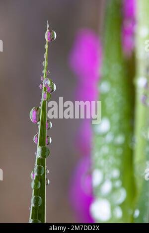 Winzige Tropfen Morgentau sitzen am frühen Morgen auf einer leuchtend rosa Gladioli Blume. Stockfoto