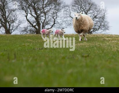 Neugeborene Lämmer auf einem Bauernhof mit der Mutter Ewe auf einer Farm im Norden englands. Stockfoto