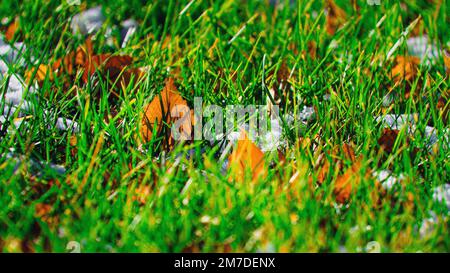 Gelbe Blätter liegen auf grünem Gras mit Schnee an sonnigen Tagen. Hintergrund... Stockfoto