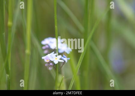 Blaue Blütenblätter einer in grünem Gras isolierten Blume abgebildet. Natürliche Wiese mit Blumen. Landschaftsaufnahmen aus der Natur Stockfoto