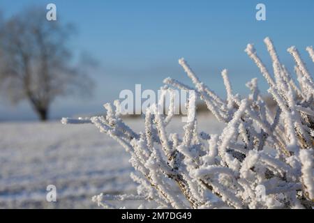 Bäume, Felder Andhedge Zeilen in den Cotswolds, bedeckt von einem dicken Hoar oder Reim Frost mitten im eisigen Winter. Stockfoto