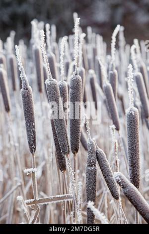 Stiereis, der mitten im Winter mit einer Schicht dicken Heis- oder Reifrists bedeckt ist. Stockfoto