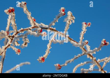 Leuchtend rote Hagebutten Beeren in der britischen Landschaft in eine harte Reim oder Raureif in die Hecken in den Tiefen des britischen Winter abgedeckt. Stockfoto