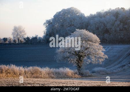 Ein harter Frost deckt die britische Landschaft in den Cotswolds, Bäume, Gräser und Felder weiß zu drehen. Bekannt, da ein Reim Frost die Landschaft in den Tiefen des Winters eingefroren hat. Stockfoto