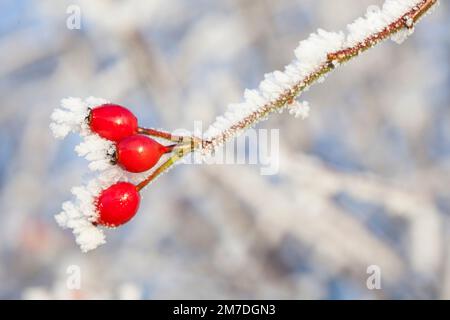 Leuchtend rote Hagebutten Beeren in der britischen Landschaft in eine harte Reim oder Raureif in die Hecken in den Tiefen des britischen Winter abgedeckt. Stockfoto