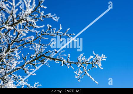 Ein harter Frost bedeckt die Landschaft am weihnachtstag. Sie setzen sich gegen einen Baum und blauen Himmel, während das Flugzeug vorbeifliegt und eine Dampfspur hinterlässt. Stockfoto