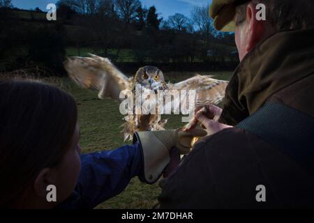 Eine Falknerei-Demonstration auf Dartmoor mit einer europäischen Adlereule, die auf der Hand eines Freiwilligen mit Handschuhen landet. Stockfoto