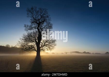 Sonnenuntergang oder in der Dämmerung in die britische Landschaft und diese Cotswolds-Szene zeigt die Silhouette von großen Bäumen umgeben von Nebel und Dunst in einer geheimnisvollen aussehende Landschaft wie Sonnenstrahlen den Dunst durchdringen und durch die Zweige glänzen. Stockfoto
