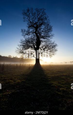 Sonnenuntergang oder in der Dämmerung in die britische Landschaft und diese Cotswolds-Szene zeigt die Silhouette von großen Bäumen umgeben von Nebel und Dunst in einer geheimnisvollen aussehende Landschaft wie Sonnenstrahlen den Dunst durchdringen und durch die Zweige glänzen. Stockfoto