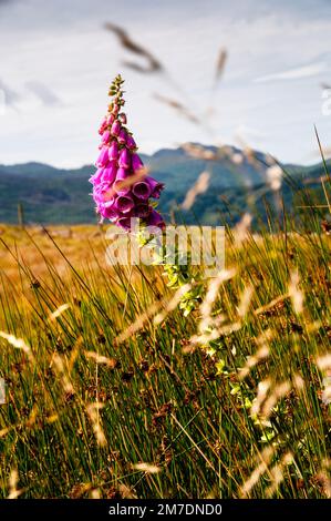 Wilde Fuchshandschuhe im Snowdonia-Nationalpark in Wales. Stockfoto