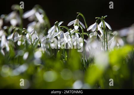 Winzige Schneeglöckchen Blüten winken in die Brise an einem sonnigen Februartag in Somerset, Großbritannien. Stockfoto