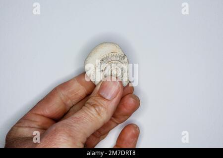 Eine Hand hält ein kleiner Ammonit Fossil lokal gefunden und fotografiert mit Ringlfash in einem Studio-Stil. Stockfoto