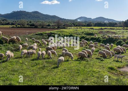 Schafherde, die an einem sonnigen Wintermorgen auf einer grünen Wiese auf der Insel Mallorca grasen. Spanien Stockfoto