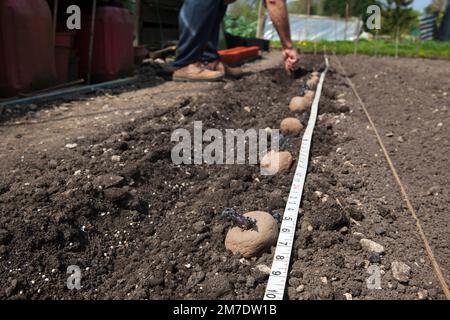 Gut vorbereitete Parzelle auf einer Zuteilung mit tiefen geraden Linien zum Anpflanzen von Samen und Kartoffeln Stockfoto