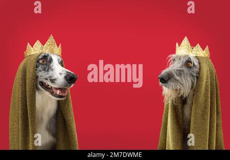 Banner-Karneval, Silvester oder drei Weise Männer Hund gekleidet als König. Isoliert auf rotem, magentafarbenem Hintergrund Stockfoto