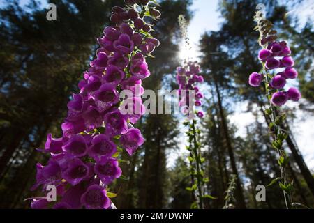 Türme von rosa wild Fox Handschuh Blumen in Aforest in Wales löschen. Von der Sommersonne, die die Blüten mit Farbe auf der Lichtung Leuchten beleuchtet. Stockfoto