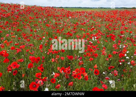 Tiefrote Mohnblumen in einem Bauernhof-Feld in der britischen Landschaft, über die Landschaft. Stockfoto