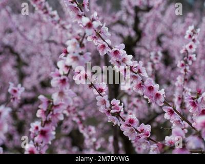 Weiße und rosa Blumen, die im Frühling geboren werden, neue Triebe der Bäume Stockfoto